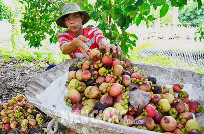 Măng cụt trúng mùa, được giá